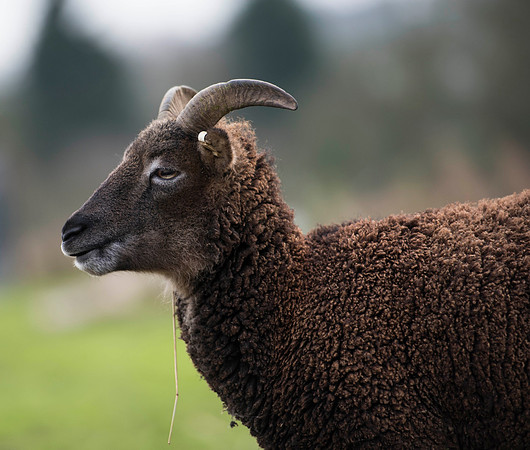 Soay Sheep 75