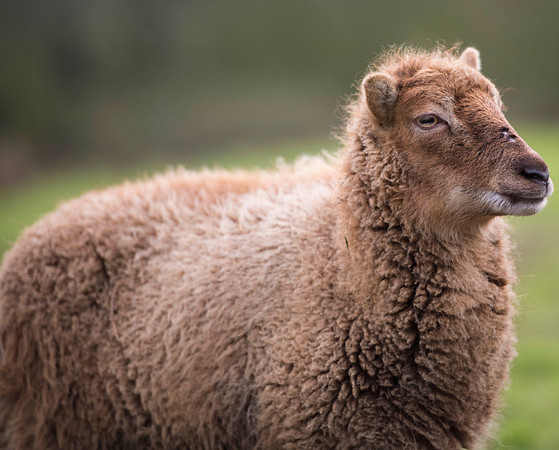 Soay Sheep 82