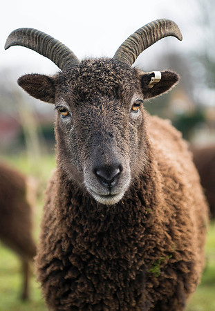 Soay Sheep 36