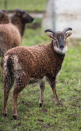 Soay Sheep 95