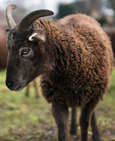 Soay Sheep 35
