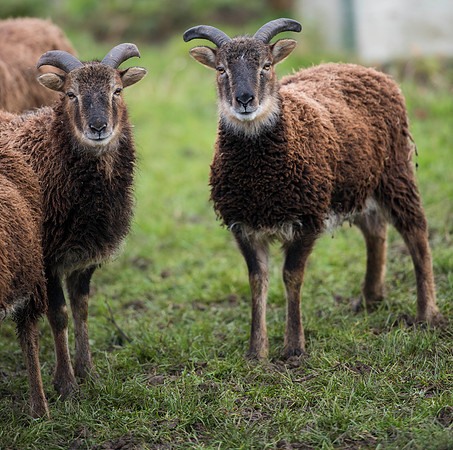 Soay Sheep 7