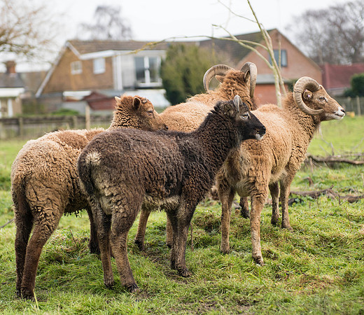 Soay Sheep 59