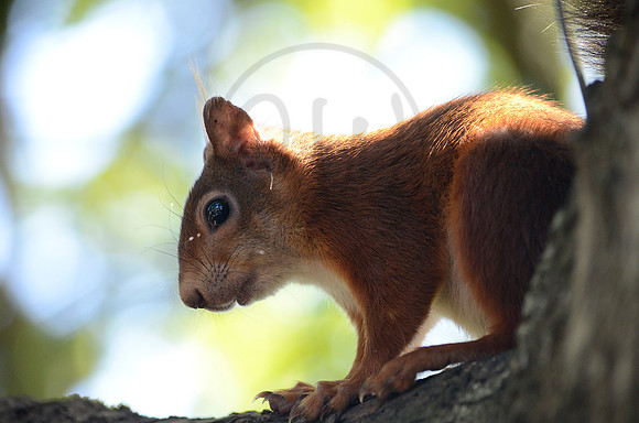 Red Squirrel 3