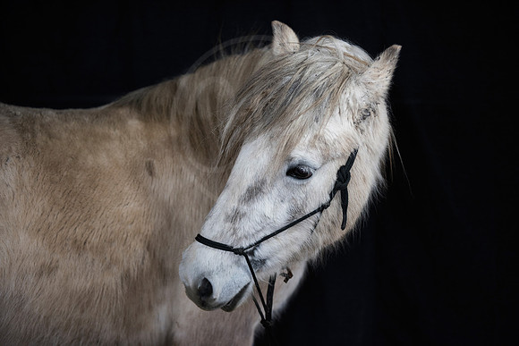 A cream dun Highland Pony