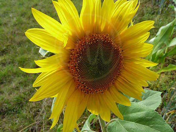 Flower 7