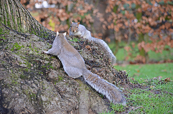 Grey Squirrel Face Off
