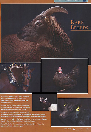 Four Shires Rare Breeds Article page 2