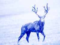 Creative Deer Portraits