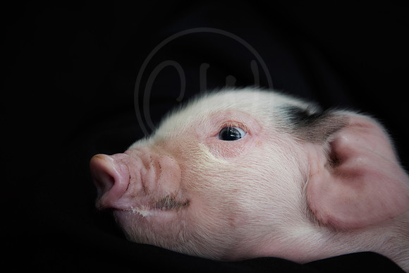 Gloucestershire Old Spot Piglet