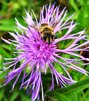 Bee on purple flower