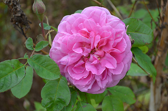 Flower 3