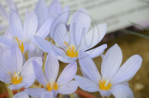 Flower 2