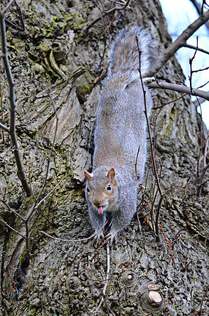 Cheeky Grey Squirrel 2