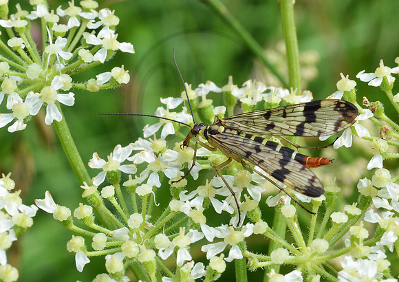 Insect on white flowers