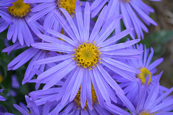 Flower 6