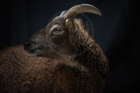 Annie the Soay Sheep
