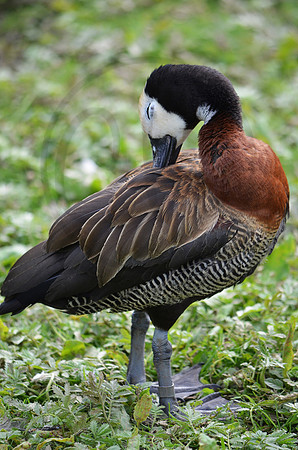 White-Faced Whistling Duck