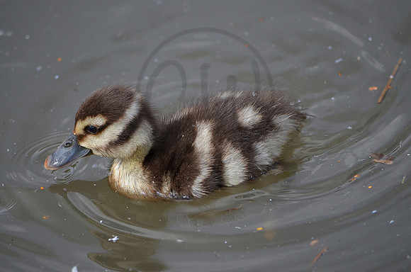 Duckling