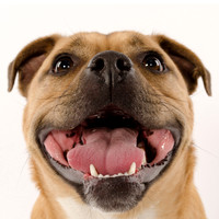 Bo