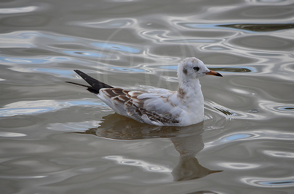Seagull