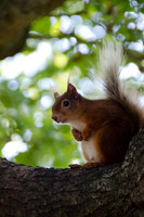 Red Squirrel 1