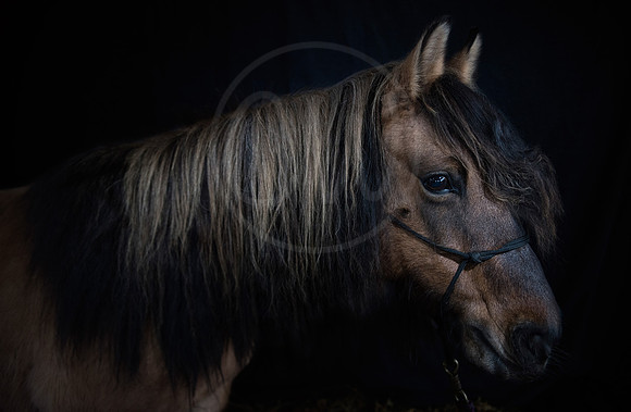 A yellow dun Highland Pony