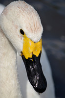 Tundra Swan (Bewick's Swan)