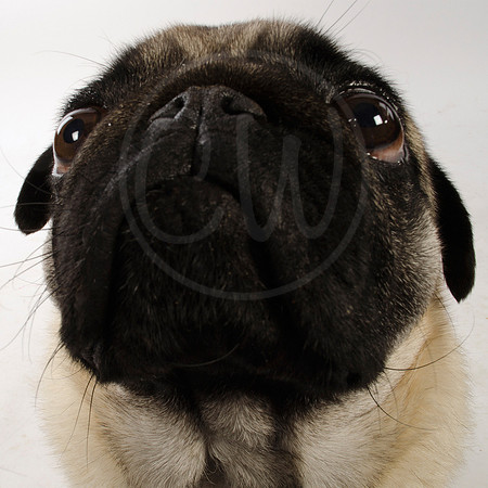 Walter