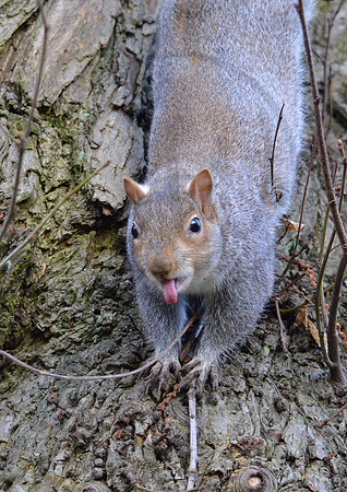 Cheeky Grey Squirrel 1
