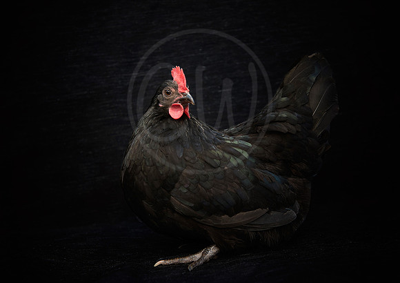 A black Scots Dumpy Bantam Chicken 1
