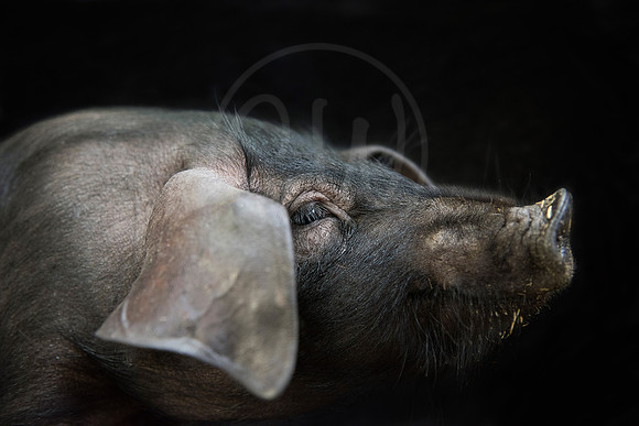 Large Black Piglet