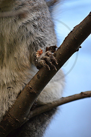 Grey Squirrel Claw