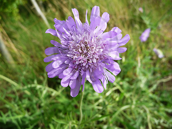Purple Scabious flower