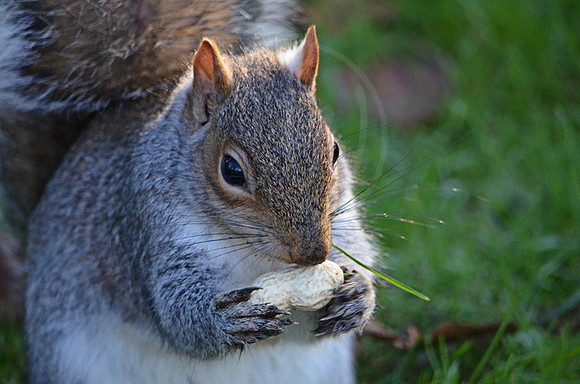 Grey Squirrel 2