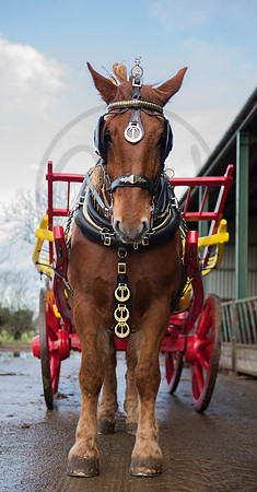 Suffolk Punch Horse pulling a carriage