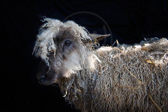 Teeswater Sheep