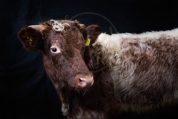 Northern Dairy Shorthorn 1