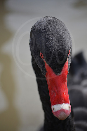 Black Swan 1