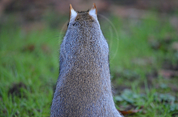 Grey Squirrel Back