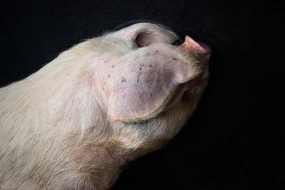 Gloucestershire Old Spot Sow
