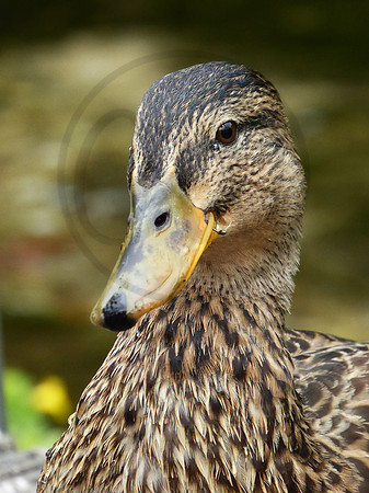 Female Mallard Duck