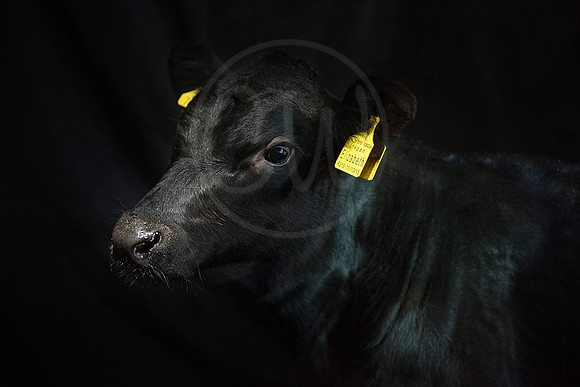Elizabeth the Native Aberdeen Angus Calf