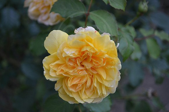 Flower 4