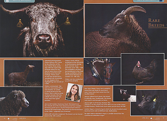 Four Shires April 2016 Rare Breeds Article
