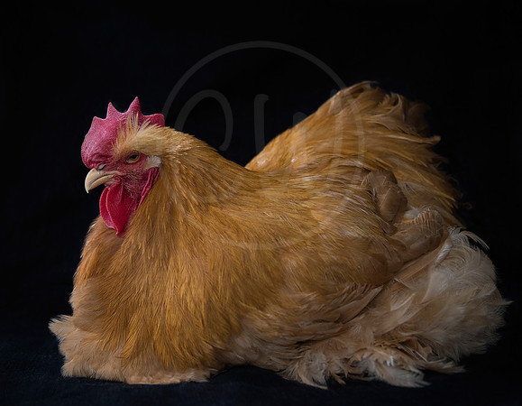 Buff Cochin Cockeral