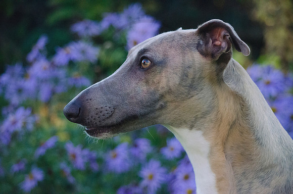 Spider the Whippet Dog