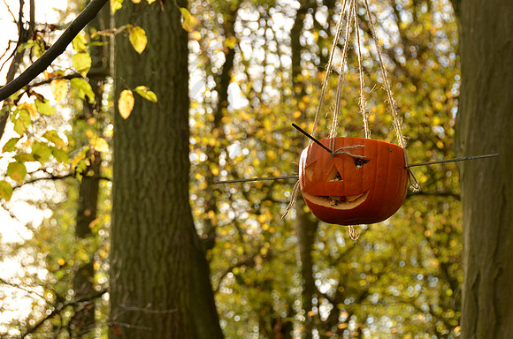 Pumpkin hanging in the trees