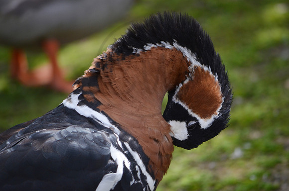 Abstract Duck