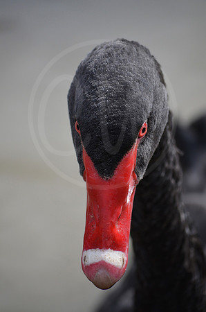 Black Swan 2